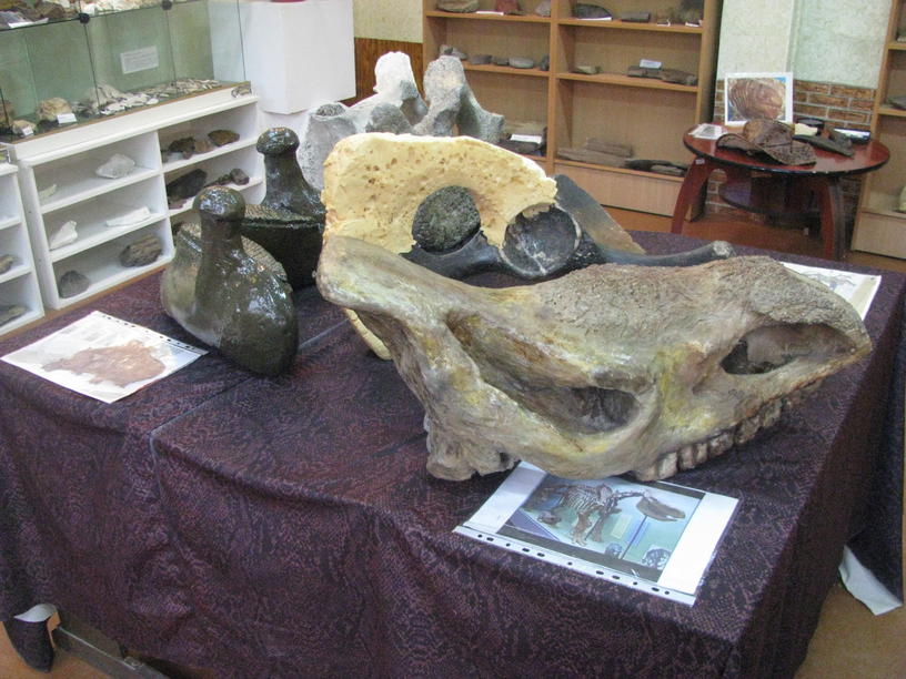 Краматорський музей – відділ палеонтології (2)