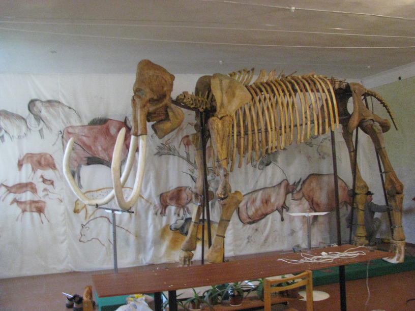 Краматорський музей – відділ палеонтології