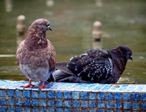 Пзажанрове фото Голуби Дідик Поліна 13 р.